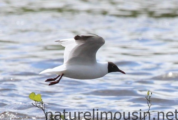 mouette rieuse 5 bis