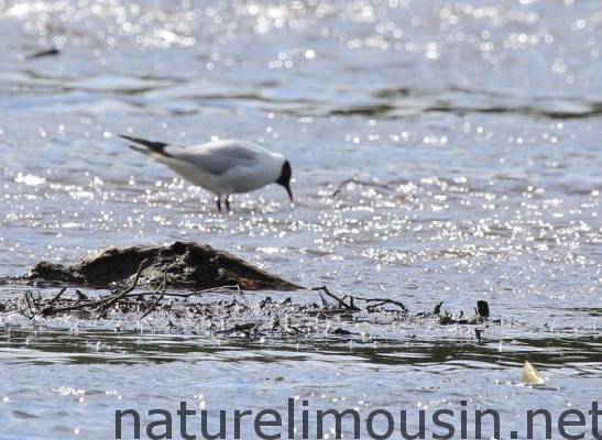 mouette rieuse 6 bis