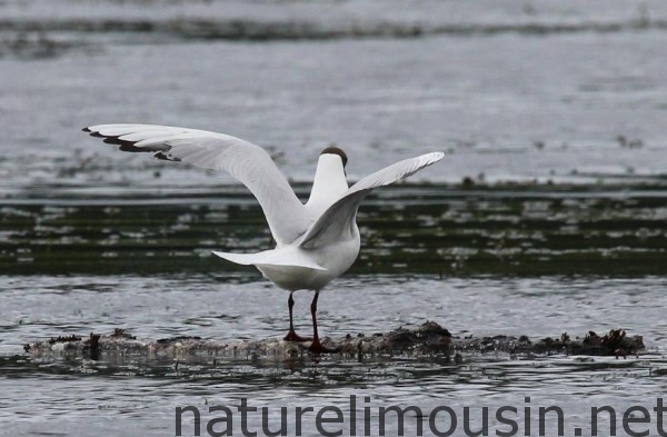 mouette rieuse 7 bis