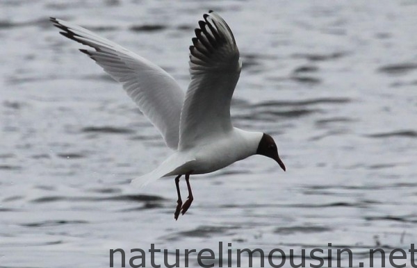 mouette rieuse 8 bis