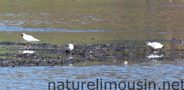 mouette