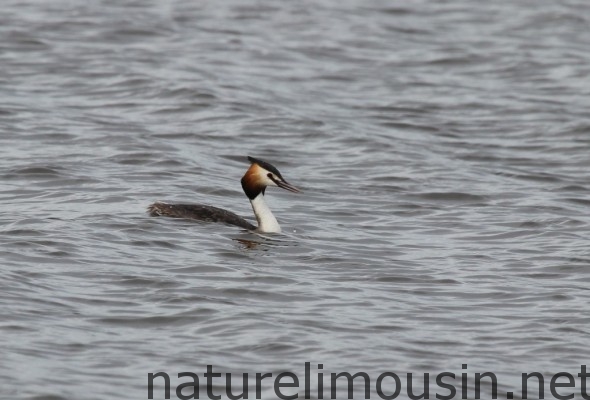 grebe 1