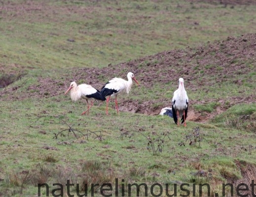 cigogne