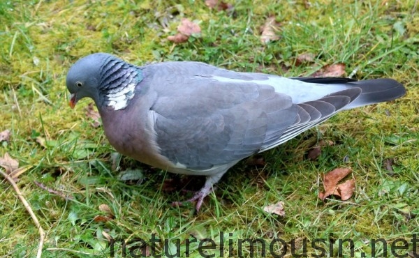 pigeon.jpg200222