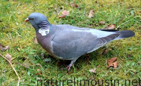 pigeon0000000000333